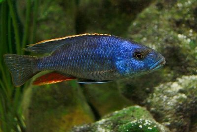 Фото Нимбохромис венустус Nimbochromis venustus  (photo#23089)