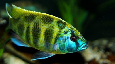 Фото Нимбохромис венустус Nimbochromis venustus  (photo#23097)