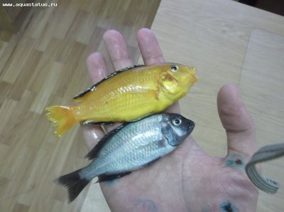 Помогите опознать рыбку опознание рыб  - _002.jpg