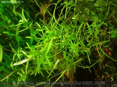 Опознание аквариумных растений - DSC00228.JPG