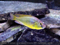 Фото Хаплохромис Бартона Haplochromis burtoni  (photo#23648)