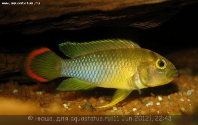 Апистограмма панда Нийссена (Apistogramma nijsseni)