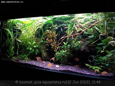 Мой аквариум Боцарий 280 литров bosmat  - DSC04324т.jpg