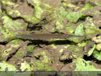 Хемирамфодон голубоватый ( Hemirhamphodon pogonognathus)