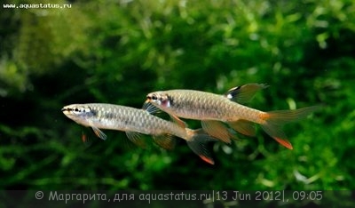 Фото Копеина Арнольда, Копелла Арнольда Copella arnoldi  (photo#23737)