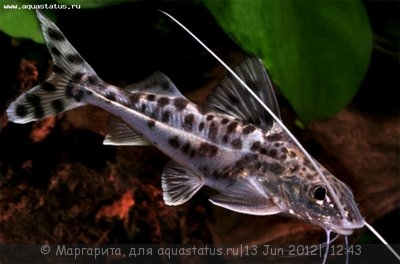 Пимелодус-ангел, Пимелодус расписной (Pimelodus pictus)