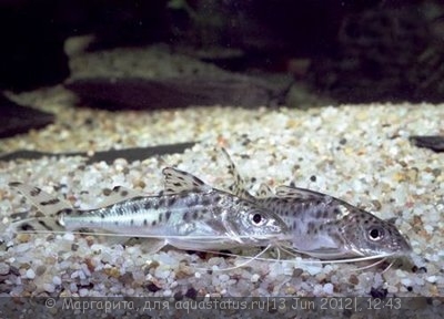 Пимелодус-ангел, Пимелодус расписной (Pimelodus pictus)