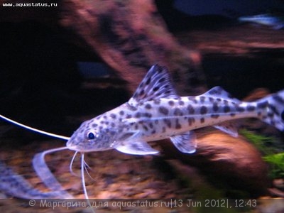 Фото Пимелодус-ангел, Пимелодус расписной Pimelodus pictus  (photo#23751)