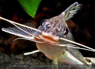 Пимелодус-ангел, Пимелодус расписной (Pimelodus pictus)