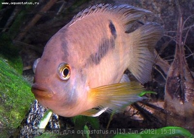 Акара Марони (Cleithracara maronii, Aequidens maronii)