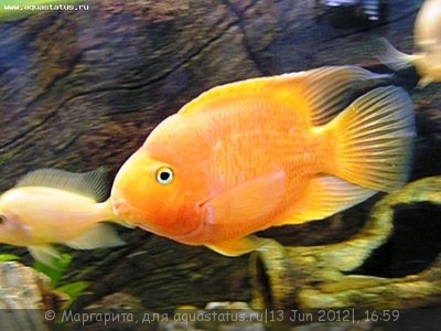 Фото Попугай красный, Рыба-попугай Red Parrot Cichlid  (photo#23761)