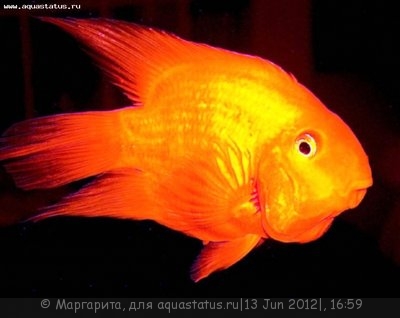 Фото Попугай красный, Рыба-попугай Red Parrot Cichlid  (photo#23762)