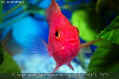 Фото Попугай красный, Рыба-попугай Red Parrot Cichlid  (photo#23764)