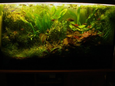 Попытка сделать аквариум-травник на 200 литров B.W.  - 6м..jpg