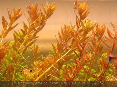 Rotala indica (Ротала индика) и Rotala rotundifolia (Ротала круглолистная)