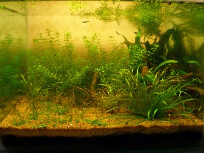 Мой аквариум на 20 литров B.W.  - 1м..jpg
