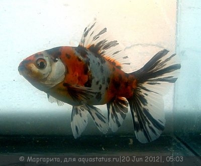 Фото Золотая рыбка Carssius auratus auratus  (photo#23892)