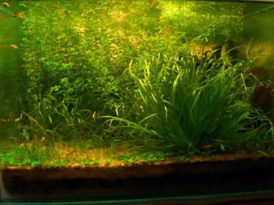 Мой аквариум на 20 литров B.W.  - 2м.jpg
