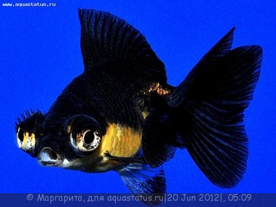 Фото Золотая рыбка Carssius auratus auratus  (photo#23901)