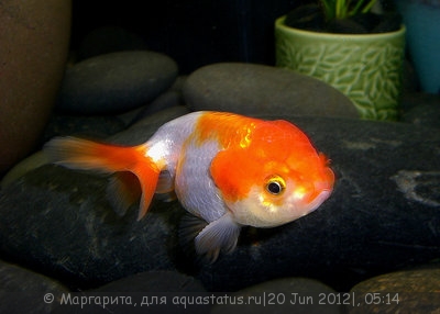 Фото Золотая рыбка Carssius auratus auratus  (photo#23908)