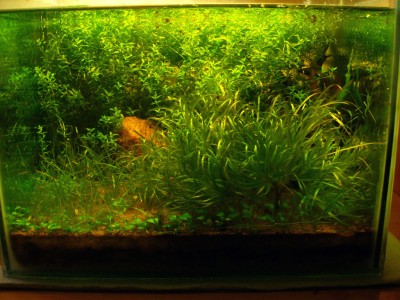Мой аквариум на 20 литров B.W.  - 4м.jpg
