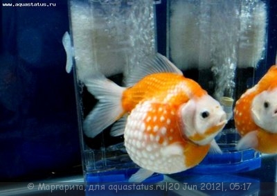 Фото Золотая рыбка Carssius auratus auratus  (photo#23912)