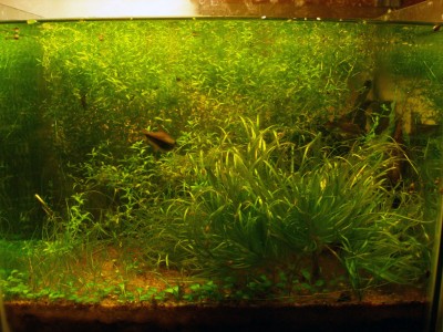 Мой аквариум на 20 литров B.W.  - 4ф1.jpg