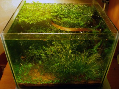 Мой аквариум на 20 литров B.W.  - 4ф.jpg