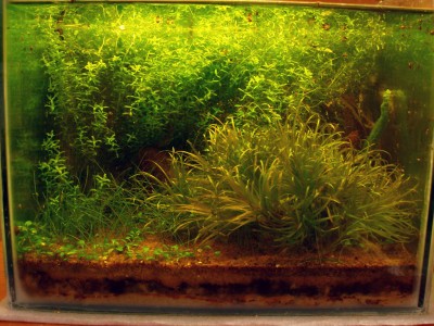 Мой аквариум на 20 литров B.W.  - 5м.jpg
