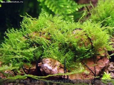 Фото Мох 610 moss 610  (photo#23955)