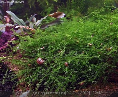 Фото Мох Амблистегиум сп Манаус Amblystegium sp. Manaus  (photo#23956)