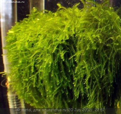 Фото Мох из Тайланда moss sp. Thailand  (photo#23962)