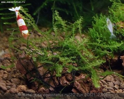 Мох Пеарл (Pearl Moss - Blepharostoma trichophyllum)