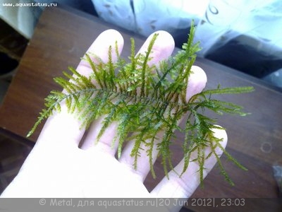 Фото Мох Тайвань Taiwan Moss - Taxiphyllum alternans  (photo#23969)