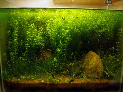 Мой аквариум на 20 литров (B.W.)