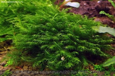 Фото Мох феникс Phoenix Moss - Fissidens fontanus  (photo#23970)