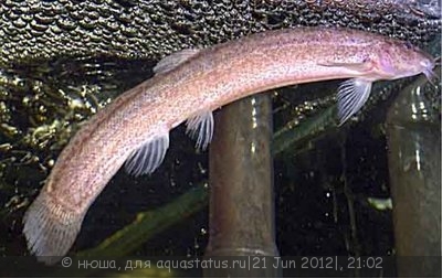 Вьюн Амурский (Misgurnus anguillicaudatus)