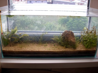 Мой аквариум Земля, песок, вода и солнышко 35 литров B.W.  - 3общ.jpg