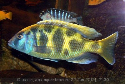 Фото Нимбохромис венустус Nimbochromis venustus  (photo#24020)