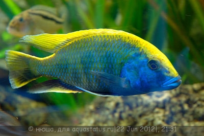 Фото Нимбохромис венустус Nimbochromis venustus  (photo#24021)