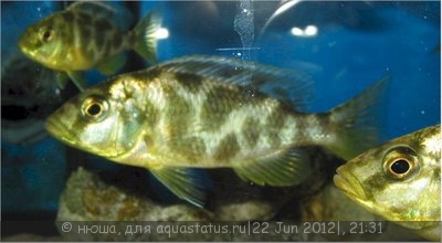 Фото Нимбохромис венустус Nimbochromis venustus  (photo#24022)