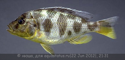 Фото Нимбохромис венустус Nimbochromis venustus  (photo#24023)