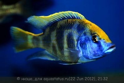 Фото Нимбохромис венустус Nimbochromis venustus  (photo#24024)