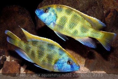 Фото Нимбохромис венустус Nimbochromis venustus  (photo#24026)