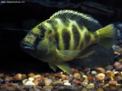 Фото Нимбохромис венустус Nimbochromis venustus  (photo#24027)