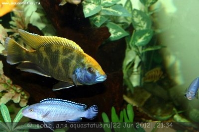 Фото Нимбохромис венустус Nimbochromis venustus  (photo#24028)