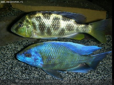 Фото Нимбохромис венустус Nimbochromis venustus  (photo#24029)