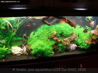 Мой новый и долгожданный аквариум 280 литров Smelov  - DSC04808.JPG