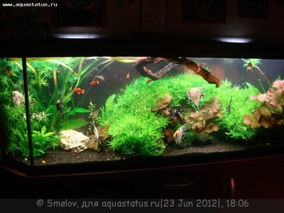 Мой новый и долгожданный аквариум 280 литров Smelov  - DSC04809.JPG