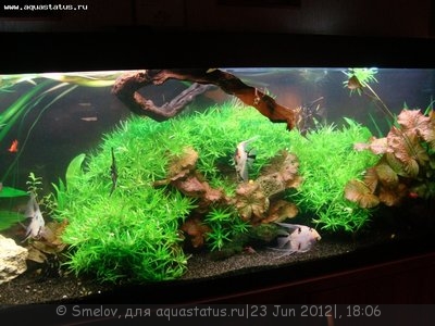 Мой новый и долгожданный аквариум 280 литров Smelov  - DSC04810.JPG